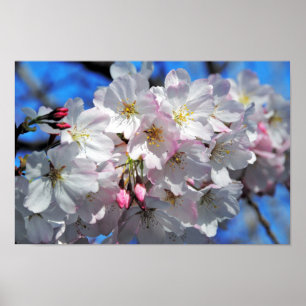 Pink Cherry Blossom Blume Poster