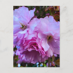 Pink Cherry Blossom Blume Postkarte