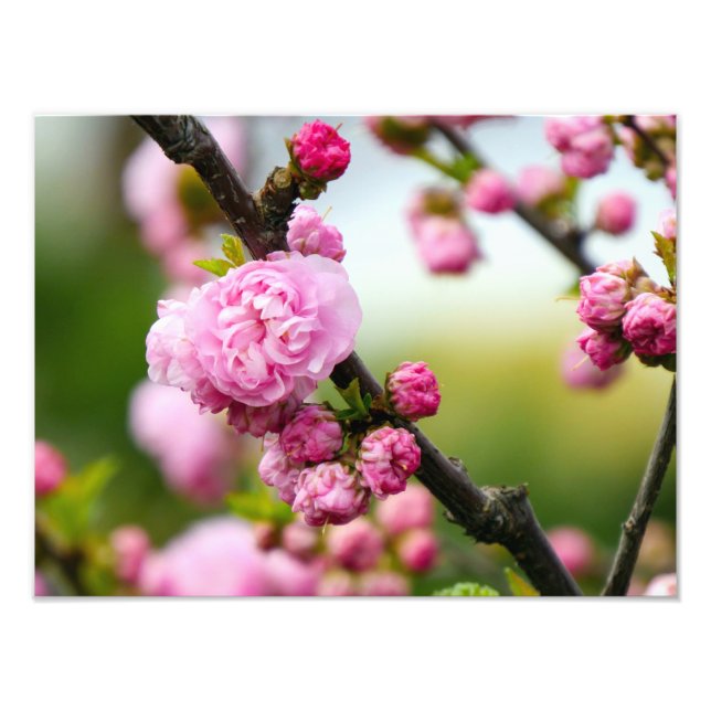 Pink Cherry Blossom Buds Fotodruck (Vorne)