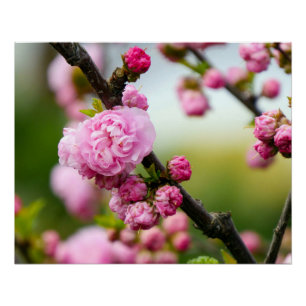 Pink Cherry Blossom Buds Poster