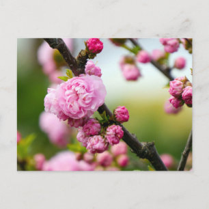 Pink Cherry Blossom Buds Postkarte