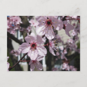 Pink Cherry Blossom Flowering Tree Post Card Postkarte