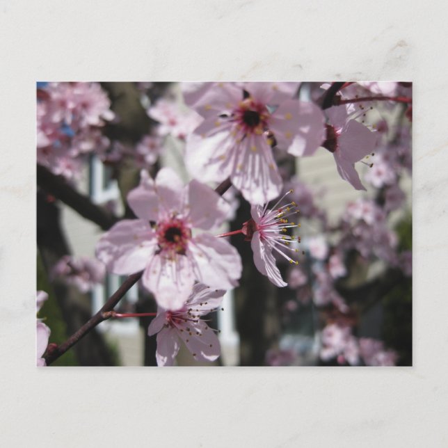Pink Cherry Blossom Flowering Tree Post Card Postkarte (Vorderseite)