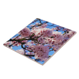 Pink Cherry Blossom Keramik Tile Fliese