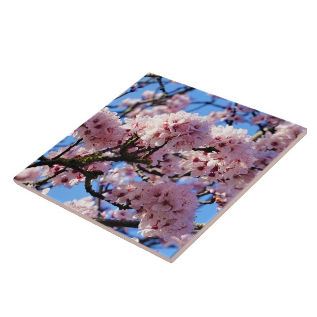 Pink Cherry Blossom Keramik Tile Fliese (Seite)