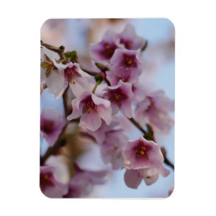 Pink Cherry Blossom Magnet
