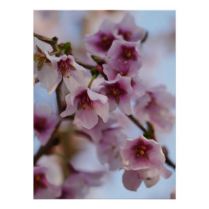 Pink Cherry Blossom Poster