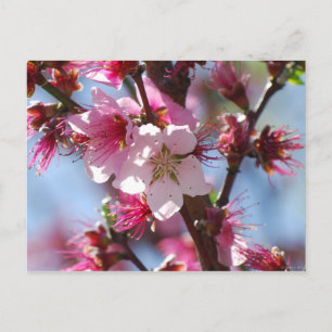 Pink Cherry Blossom Postkarte