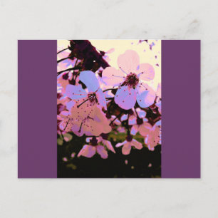 Pink Cherry Blossom Postkarte