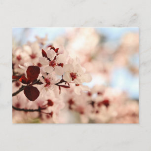 Pink Cherry Blossom Postkarte
