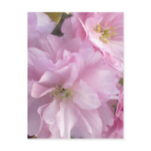 Pink Cherry Blossom Postkarte