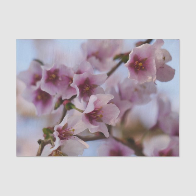 Pink Cherry Blossom Tissue Paper Seidenpapier (Vorderseite)