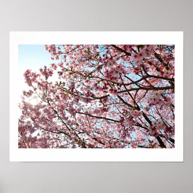 Pink Cherry Blossom: Tokio, Japan Poster (Vorne)