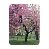 Pink Cherry Tree Blüten Springtime New York City