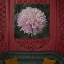 Pink Chrysanthemum Bloom Floral