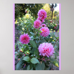 Pink Chrysanthemums (Foto) Poster