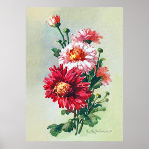 Pink Chrysanthemums von Catherine Klein Poster