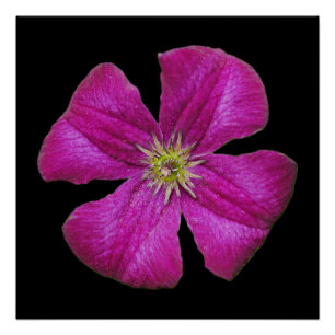 Pink Clematis Poster