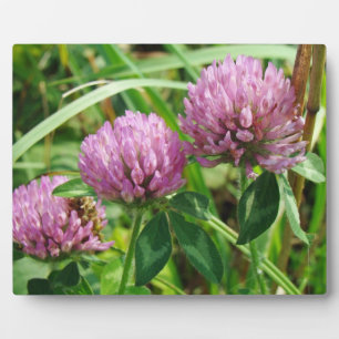 Pink Clover Wildblume - Trifolium pratense Fotoplatte