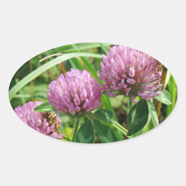Pink Clover Wildblume - Trifolium pratense Ovaler Aufkleber (Vorderseite)