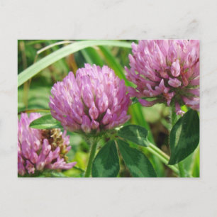 Pink Clover Wildblume - Trifolium pratense Postkarte