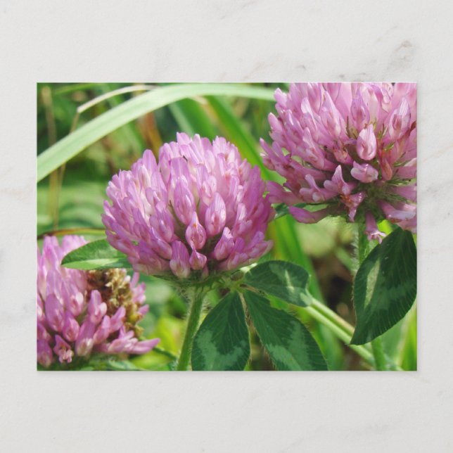 Pink Clover Wildblume - Trifolium pratense Postkarte (Vorderseite)