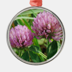 Pink Clover Wildblume - Trifolium pratense Silbernes Ornament