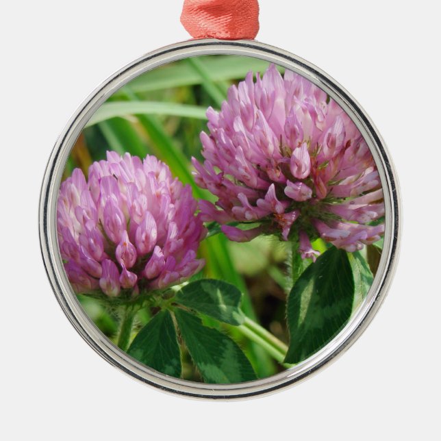 Pink Clover Wildblume - Trifolium pratense Silbernes Ornament (Vorne)