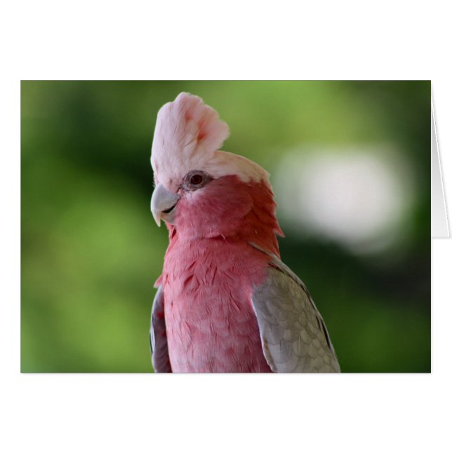 Pink Cockatoo (Vorderseite (Horizontal))