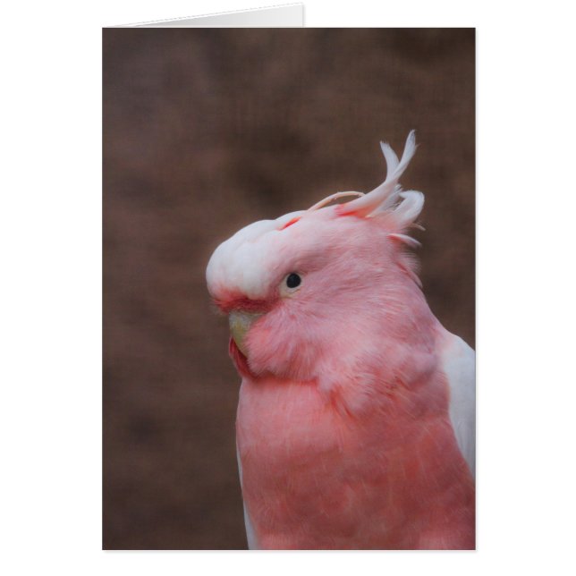 Pink Cockatoo (Vorne)