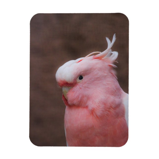 Pink Cockatoo Magnet (Vertikal)
