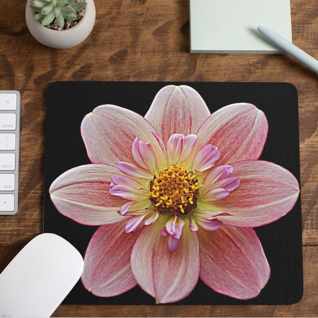 Pink Collarette Dahlia auf der schwarzen Flora Mousepad (In Situ)