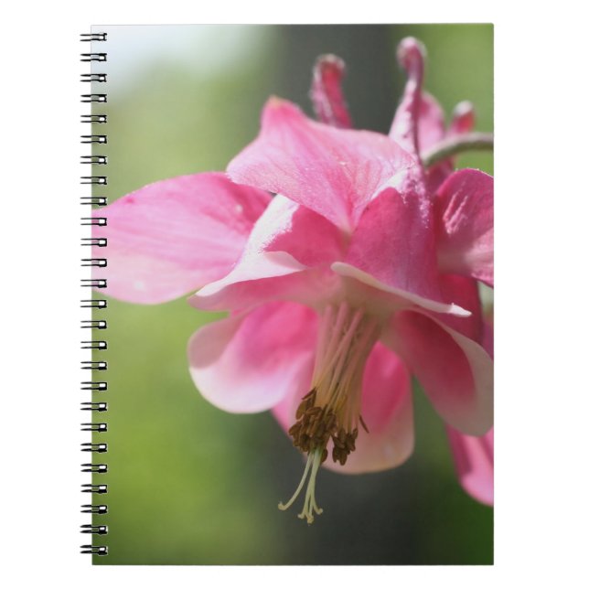 Pink Columbine Blume Nature Notebook Notizblock (Vorderseite)