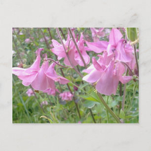Pink Columbine Blume Postcard Postkarte