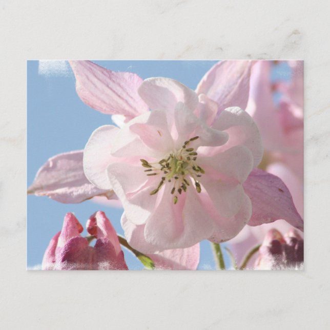 Pink Columbine Blume Postcard Postkarte (Vorderseite)