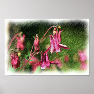 Pink Columbine Color Pencil Blumen Poster