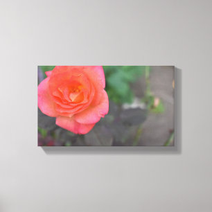 Pink Coral Rose Natur Fotografie Blume Pflanze Leinwanddruck