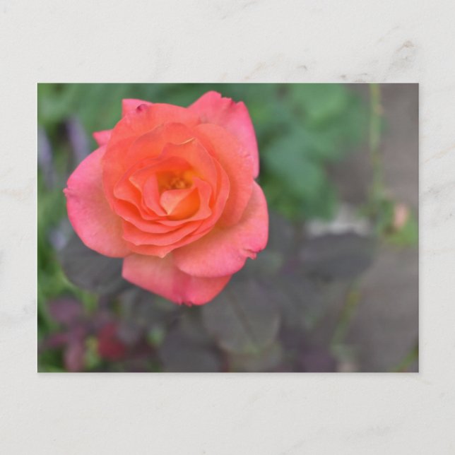 Pink Coral Rose Natur Fotografie Blume Pflanze Postkarte (Vorderseite)