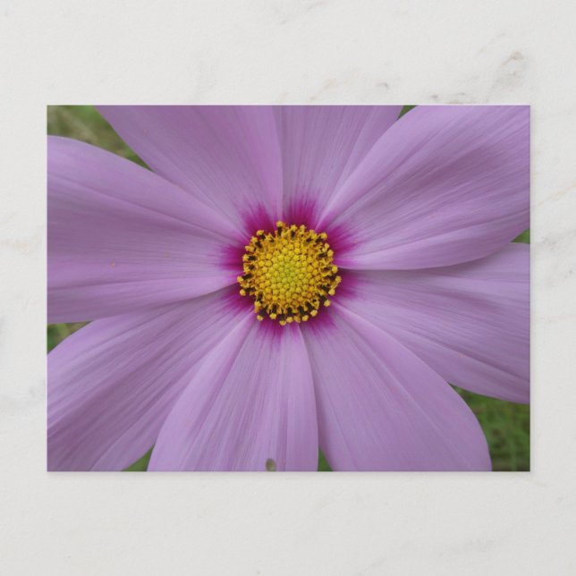 Pink Cosmea Nahe DIY Postkarte (Vorderseite)