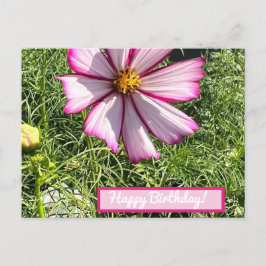 Pink Cosmo Blume Postkarte, Happy Birthday Postkarte