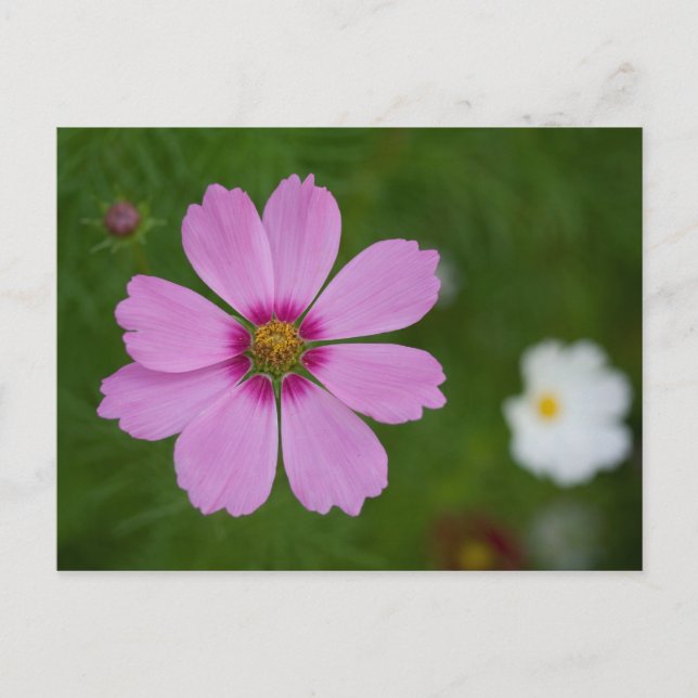 Pink Cosmos bipinnatus Postkarte (Vorderseite)