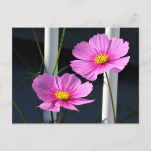 Pink Cosmos Postkarte