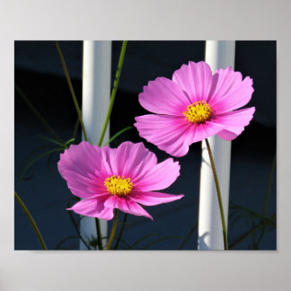 Pink Cosmos Through the Porch Railing Poster