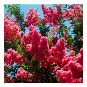 Pink Crape Myrtle Tree Blume Fotografie Poster