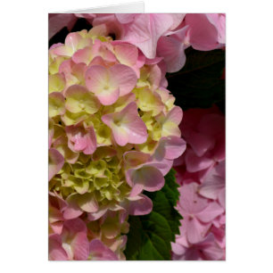 Pink Cream Hydrangeas gelb rosa grüne Blüte