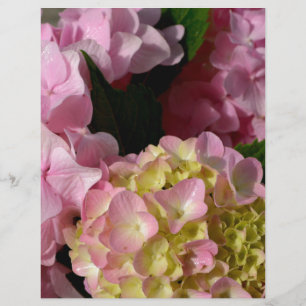 Pink Cream Hydrangeas gelb rosa grüne Blüte