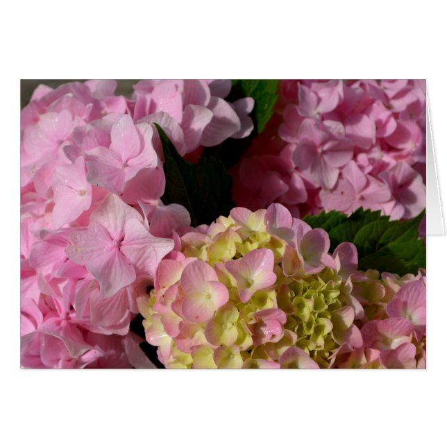 Pink Cream Hydrangeas gelb rosa grüne Blüte (Vorderseite (Horizontal))