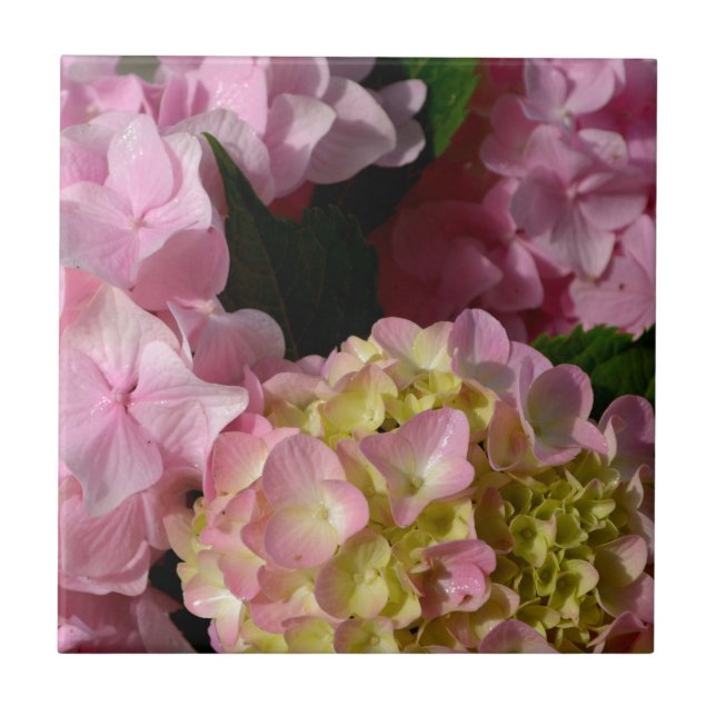Pink Cream Hydrangeas gelb rosa grüne Blüte Fliese (Vorderseite)