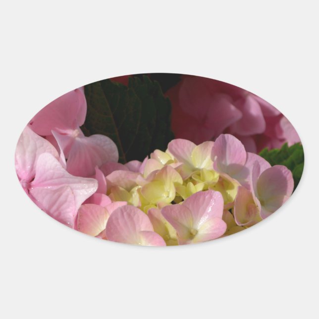 Pink Cream Hydrangeas gelb rosa grüne Blüte Ovaler Aufkleber (Vorderseite)
