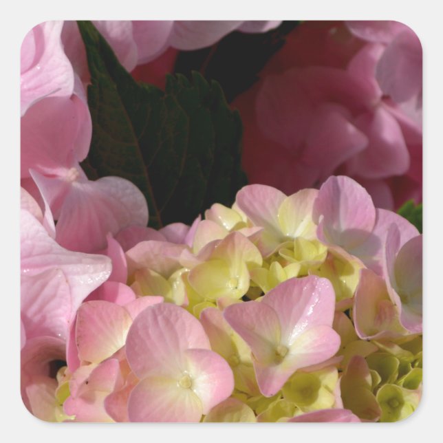 Pink Cream Hydrangeas gelb rosa grüne Blüte Quadratischer Aufkleber (Vorderseite)